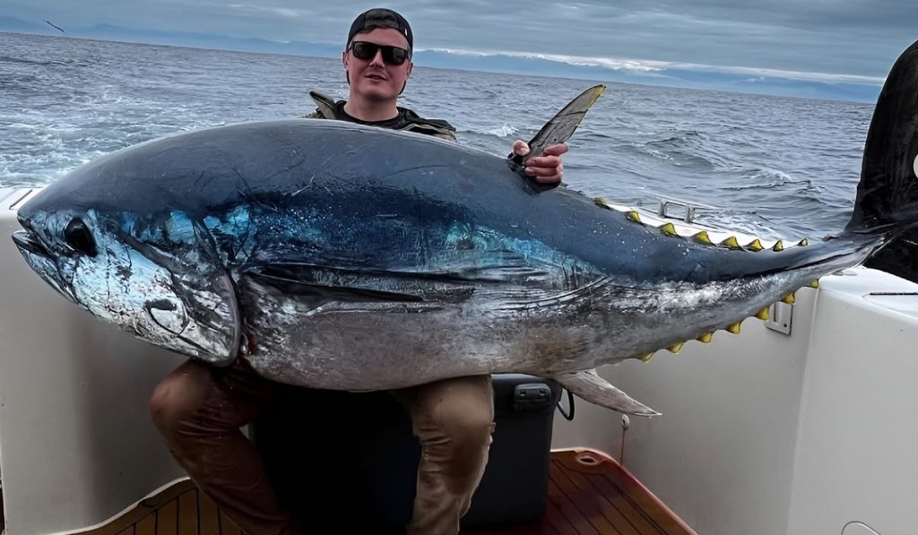 Giant bluefin tuna fish can weigh up to 1,000 pounds or more.